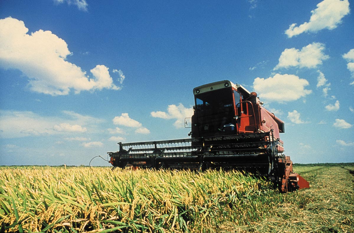 大自然的赠礼-加州稻米